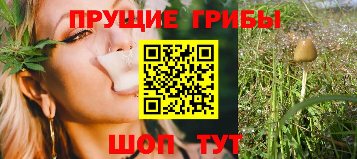 Вышний Волочёк  Псилоцибиновые грибы GOLDEN TEACHER  Вход с VPN  Галлюциногенные грибы Psilocybine cubensis 